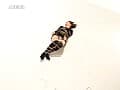 Sample 5