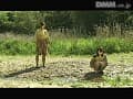 Sample 26